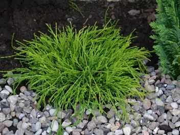 Cyprysik groszkowy 'Sungold' - zdjęcie 2