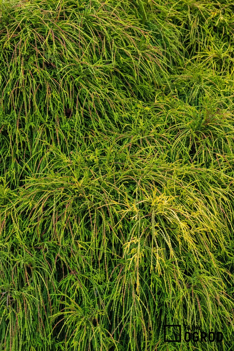 Cyprysik groszkowy 'Sungold'