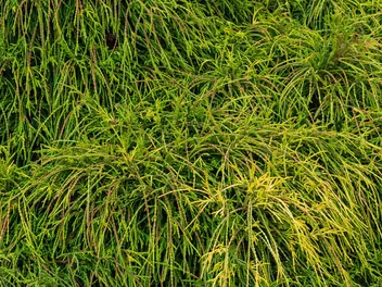 Cyprysik groszkowy 'Sungold' - zdjęcie 3