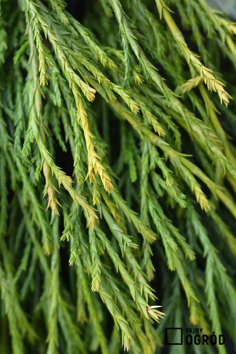 Cyprysik groszkowy 'Sungold'