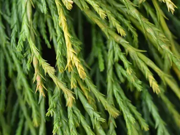 Cyprysik groszkowy 'Sungold' - zdjęcie 4