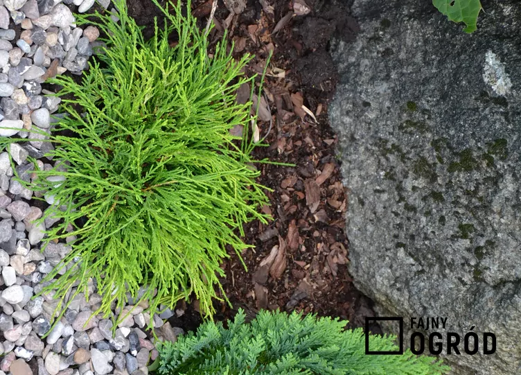 Cyprysik groszkowy 'Sungold' - zdjęcie 5