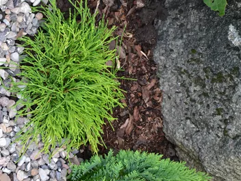 Cyprysik groszkowy 'Sungold' - zdjęcie 5