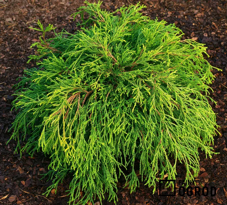 Cyprysik groszkowy 'Sungold'