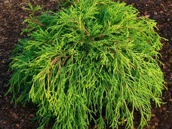 Ilustracja rośliny cyprysik groszkowy 'sungold'