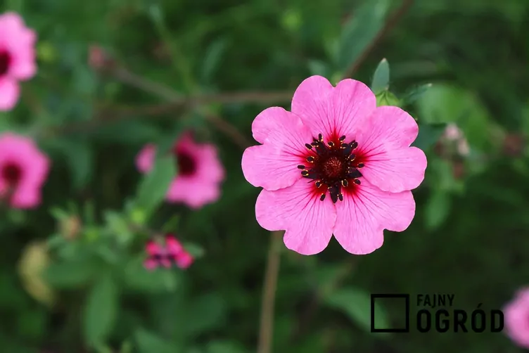 Pięciornik nepalski