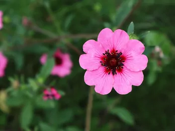 Ilustracja rośliny pięciornik nepalski