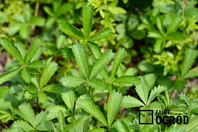 Pięciornik nepalski