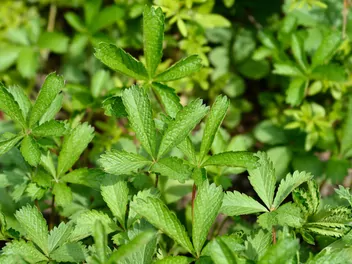 Pięciornik nepalski - zdjęcie 2