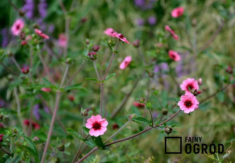 Pięciornik nepalski
