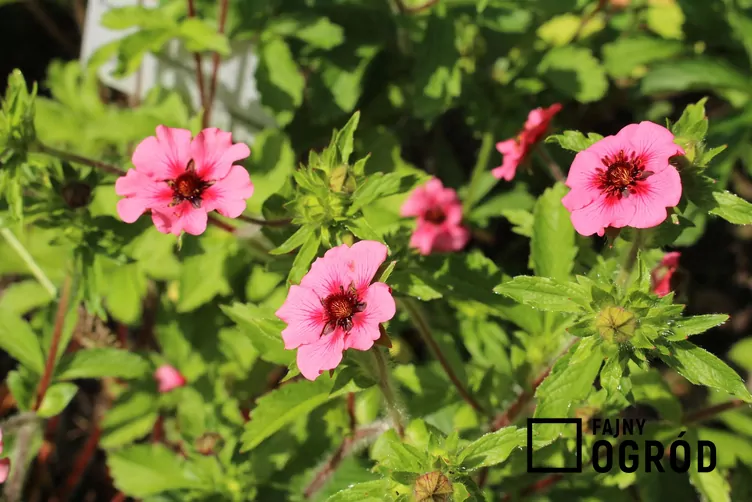 Pięciornik nepalski