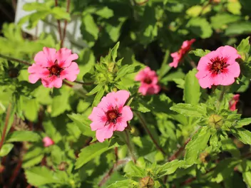 Pięciornik nepalski - zdjęcie 4