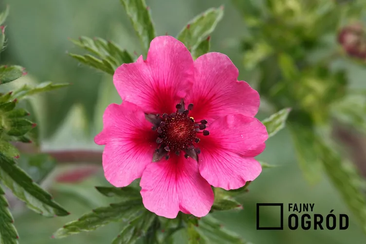 Pięciornik nepalski - zdjęcie 5