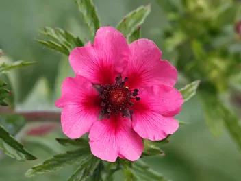 Pięciornik nepalski - zdjęcie 5