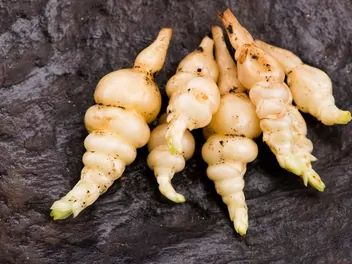 Czyściec bulwiasty - zdjęcie 2