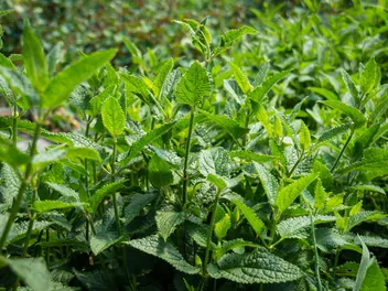 Czyściec bulwiasty - zdjęcie 3