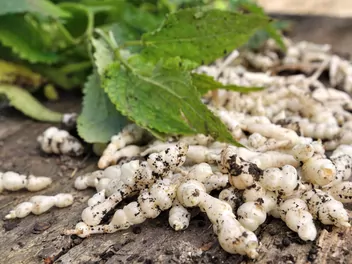 Czyściec bulwiasty - zdjęcie 4