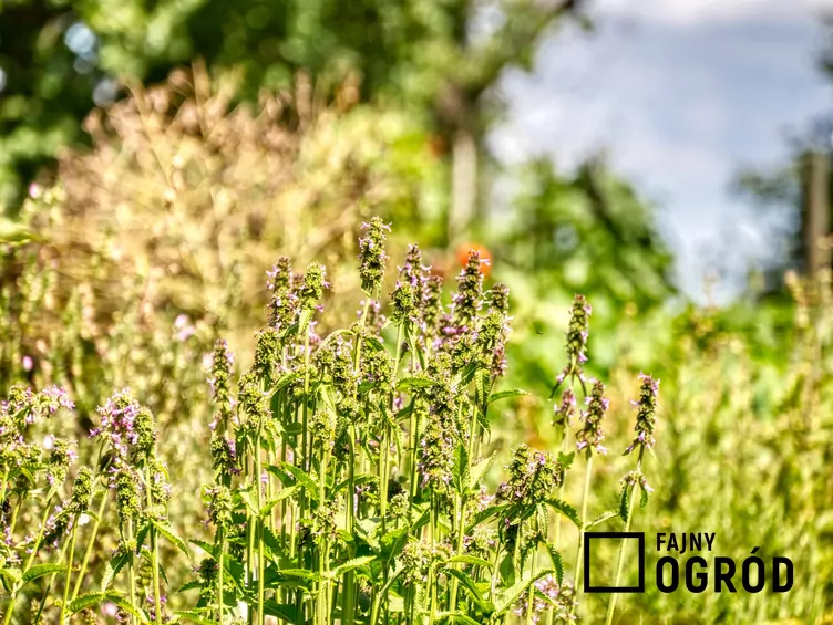 Czyściec bulwiasty - zdjęcie 5