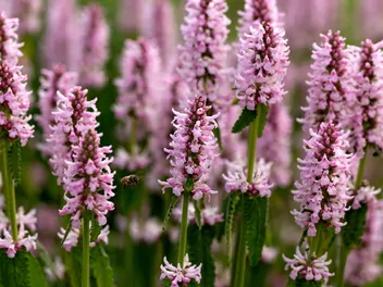 Ilustracja rośliny czyściec bulwiasty