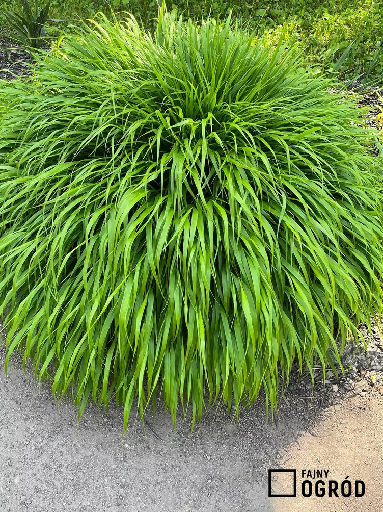 Trawa japońska greenhils
