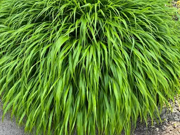 Hakonechloa długolistna 'Greenhills' - zdjęcie 2