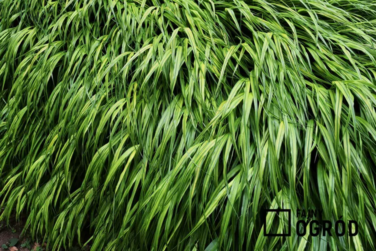 Hakonechloa długolistna 'Greenhills'