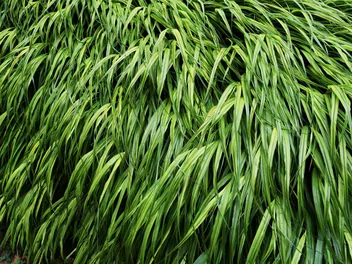 Hakonechloa długolistna 'Greenhills' - zdjęcie 3