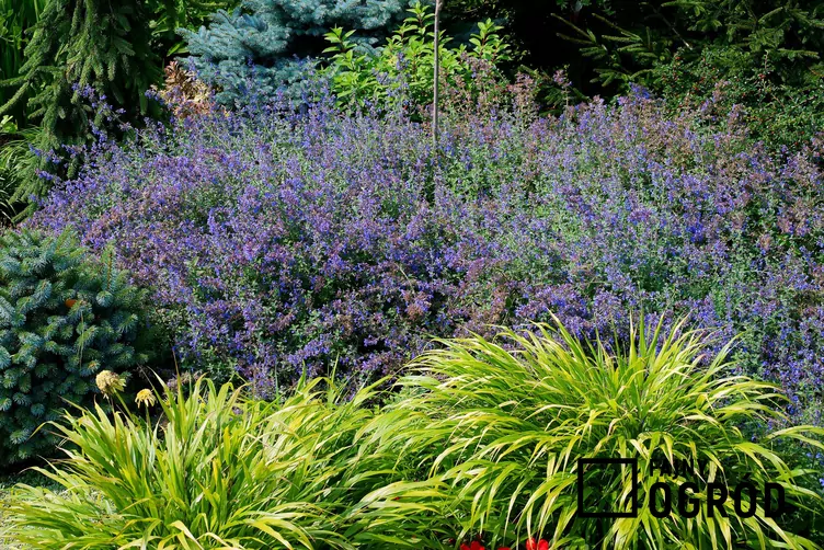 Hakonechloa długolistna 'Greenhills'