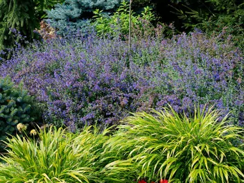 Hakonechloa długolistna 'Greenhills' - zdjęcie 4