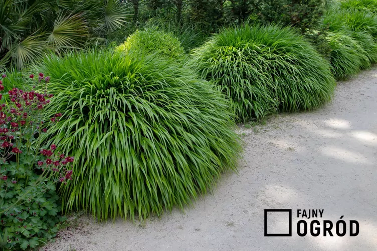 Hakonechloa długolistna 'Greenhills' - zdjęcie 5