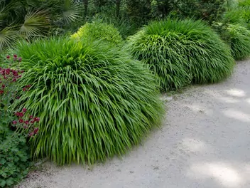 Hakonechloa długolistna 'Greenhills' - zdjęcie 5