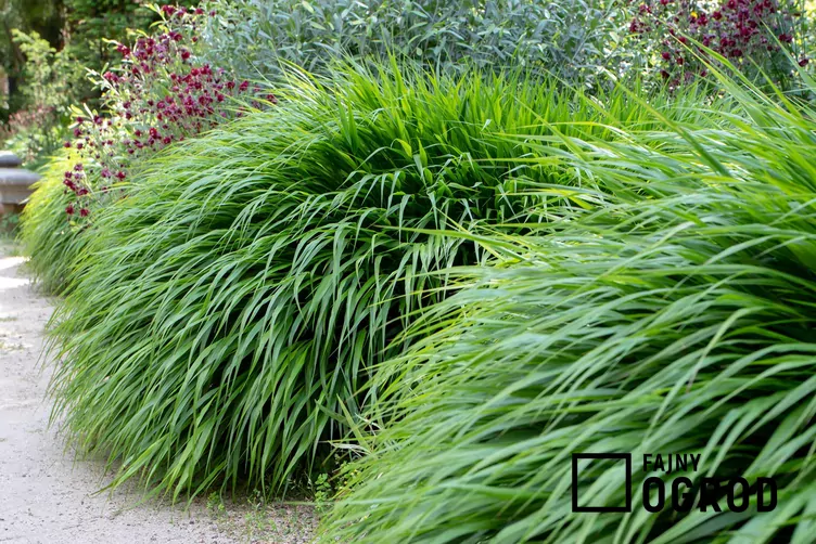 Hakonechloa długolistna 'Greenhills'