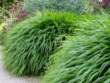 Ilustracja rośliny hakonechloa długolistna 'greenhills'
