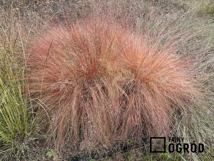 Poronica różnołuskowa