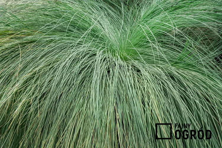 Poronica różnołuskowa