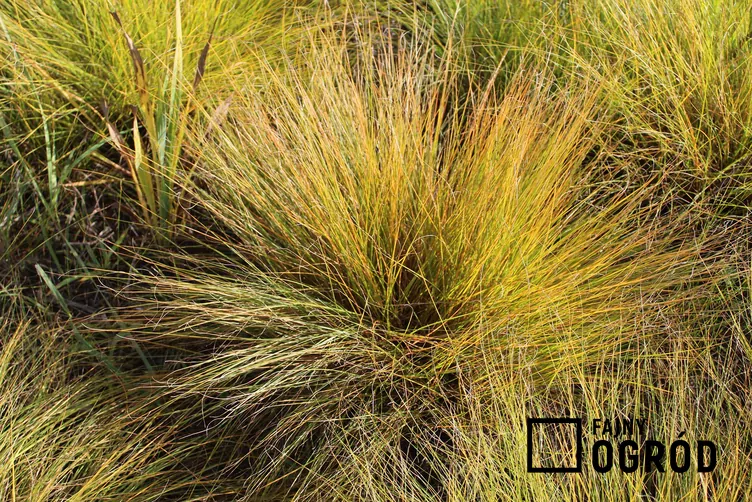 Poronica różnołuskowa