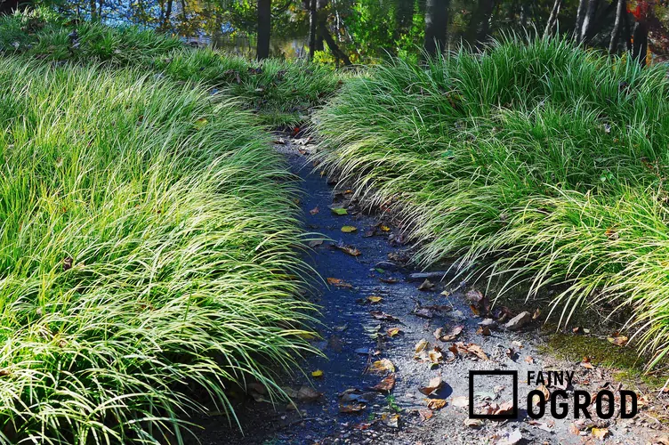 Poronica różnołuskowa