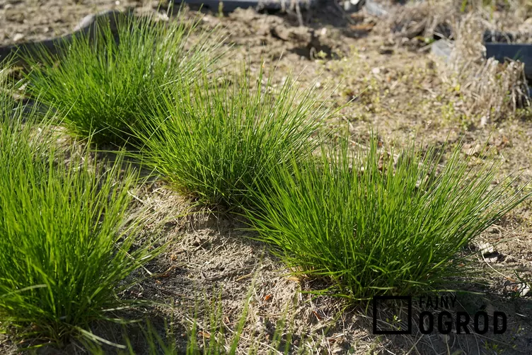 Poronica różnołuskowa - zdjęcie 5