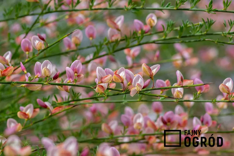 Żarnowiec miotlasty 'Moyclare Pink'