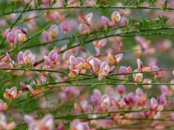 Ilustracja rośliny żarnowiec miotlasty 'moyclare pink'