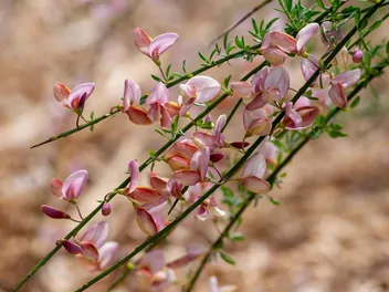Żarnowiec miotlasty 'Moyclare Pink' - zdjęcie 2