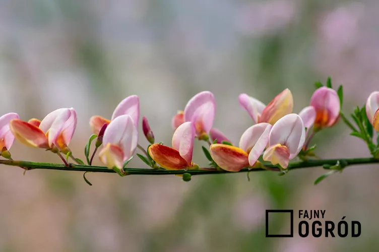 Żarnowiec miotlasty 'Moyclare Pink'