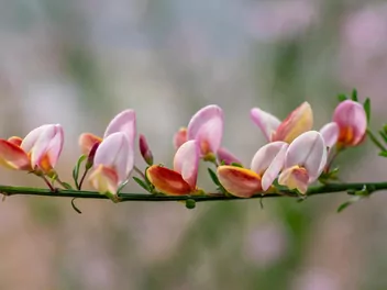 Żarnowiec miotlasty 'Moyclare Pink' - zdjęcie 3
