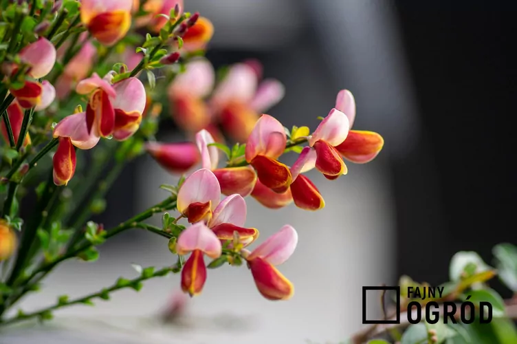 Żarnowiec miotlasty 'Moyclare Pink'