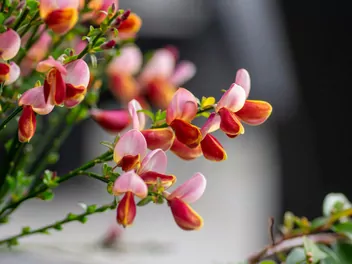 Żarnowiec miotlasty 'Moyclare Pink' - zdjęcie 4