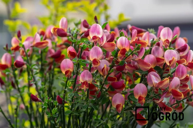 Żarnowiec miotlasty 'Moyclare Pink' - zdjęcie 5