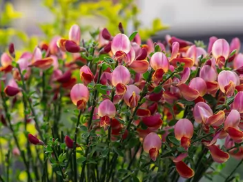 Żarnowiec miotlasty 'Moyclare Pink' - zdjęcie 5