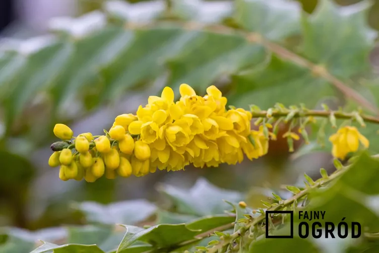Mahonia wintersun
