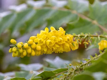 Mahonia pośrednia 'Winter Sun' - zdjęcie 2