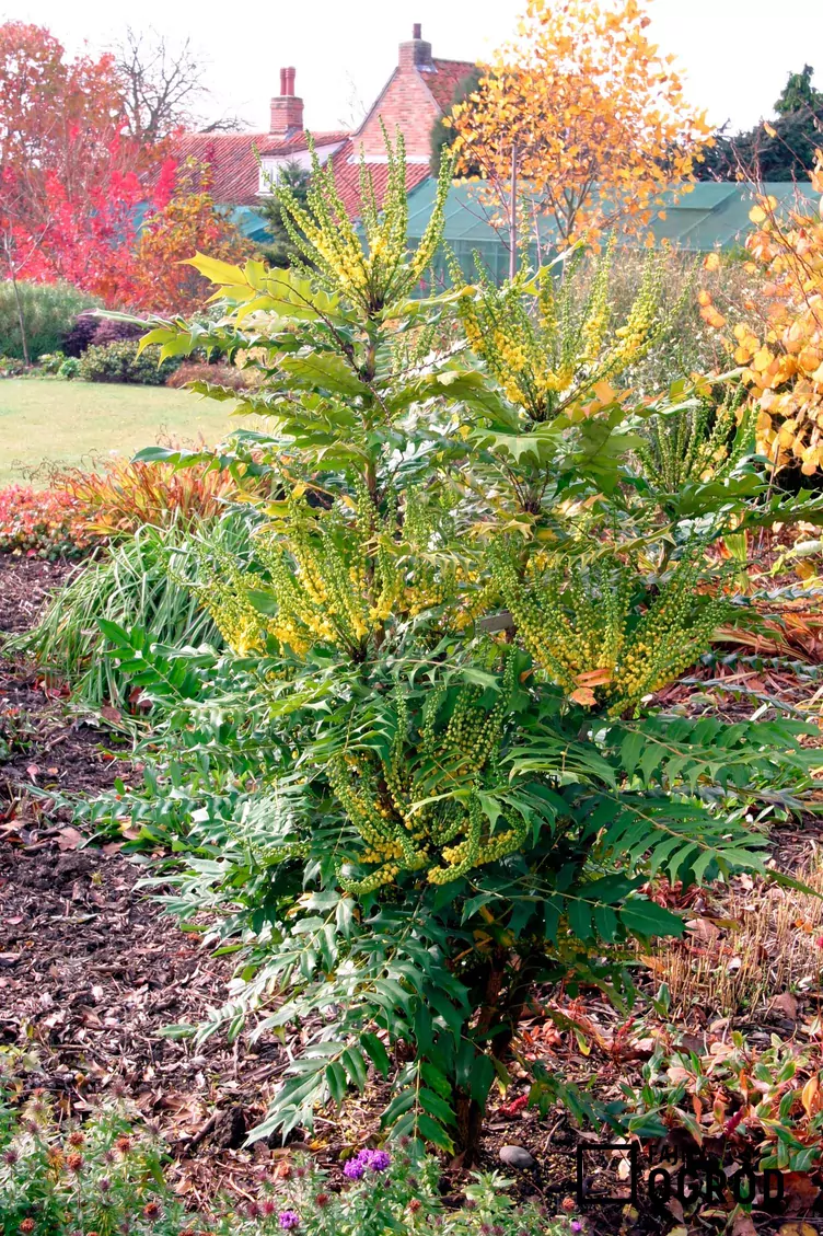 Mahonia pośrednia 'Winter Sun'
